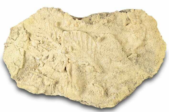 Fossil Leaves Preserved In Travertine - Austria #301610